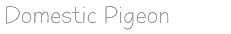 Domestic Pigeon - Demo